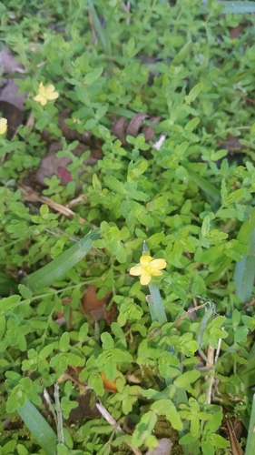 Sierra madre St. johnswort (Hypericum parvulum)