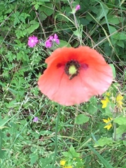 Papaver