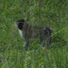 Chlorocebus tantalus