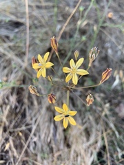 Triteleia ixioides ixioides
