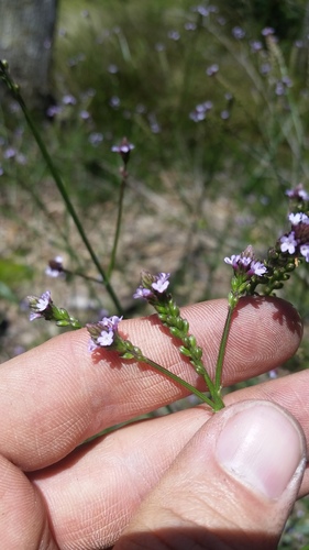 Verbena litoralis observed 2019-06-13