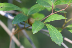 Rhoicissus tridentata tridentata