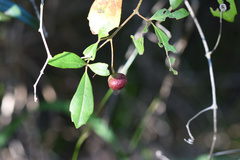 Rhoicissus tridentata tridentata