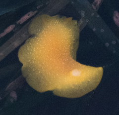 Doriopsilla albopunctata image