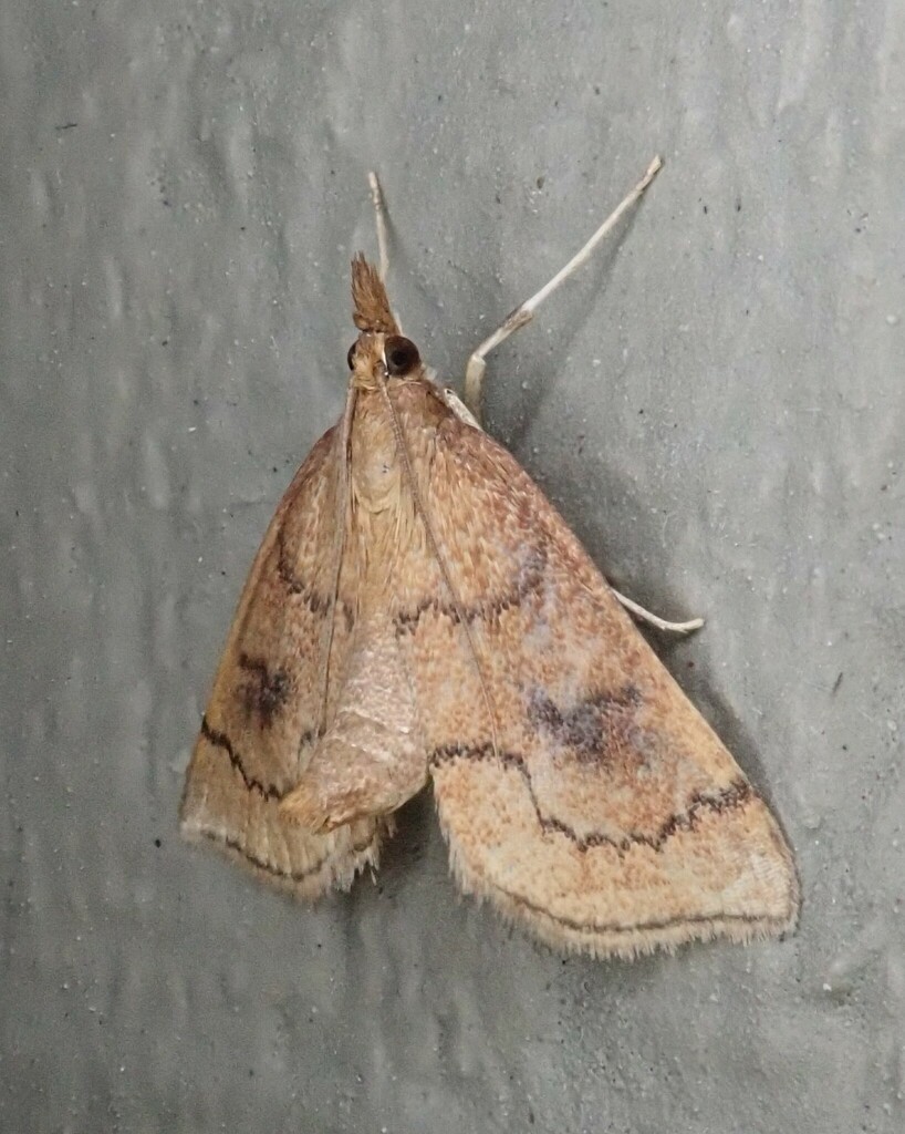 Mint Root Borer Moth
