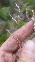 Deschampsia nubigena