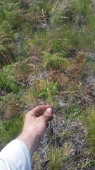 Deschampsia nubigena