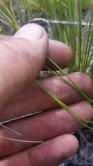 Deschampsia nubigena