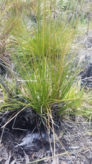 Deschampsia nubigena
