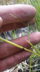 Deschampsia nubigena