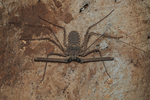 Phrynichus orientalis photo 4