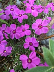 Phlox richardsonii