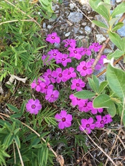 Phlox richardsonii