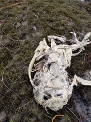 Pelecaniformes