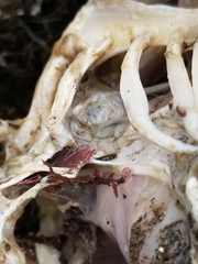 Pelecaniformes