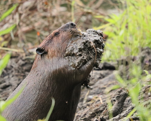 American Beaver photographed in New York