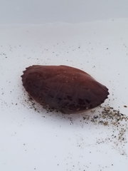 Cycloxanthops novemdentatus