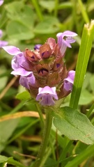 Prunella vulgaris vulgaris