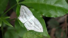 Acropteris ciniferaria
