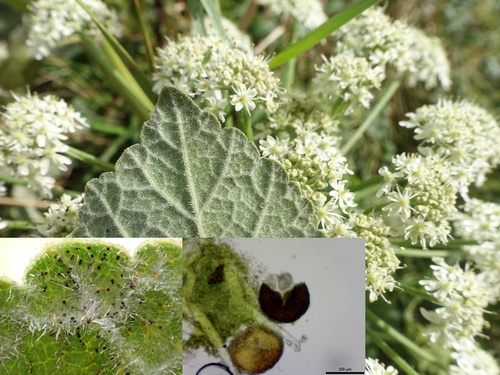 Umbellifer Powdery Mildew