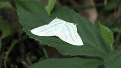Acropteris ciniferaria