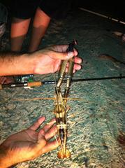 Macrobrachium carcinus