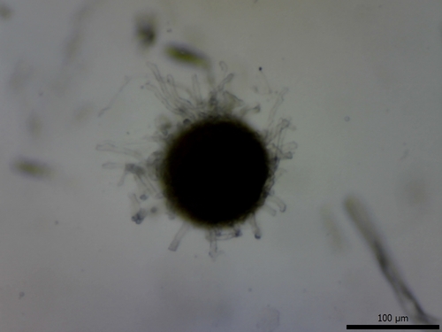 Umbellifer Powdery Mildew