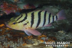 Hypoplectrodes annulatus