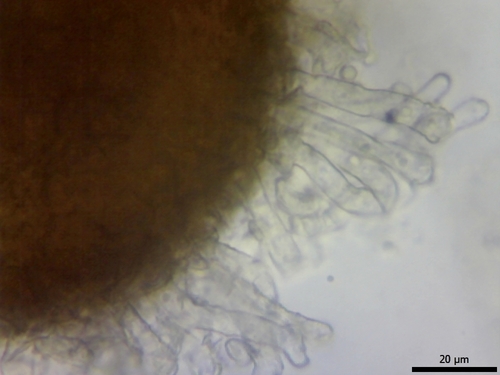 Umbellifer Powdery Mildew