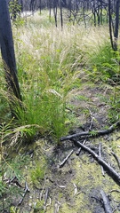 Eragrostis atropioides