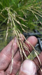 Eragrostis atropioides