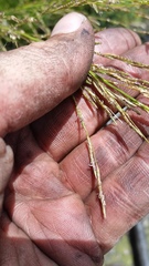 Eragrostis atropioides