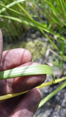 Eragrostis atropioides