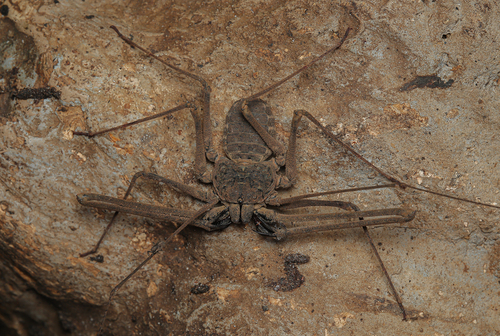 Phrynichus orientalis photo 5