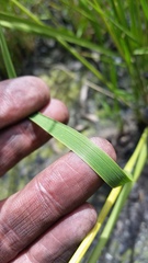 Eragrostis atropioides