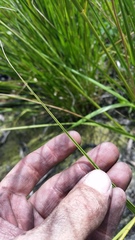 Eragrostis atropioides