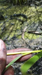 Eragrostis atropioides