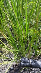 Eragrostis atropioides
