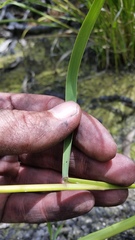 Eragrostis atropioides