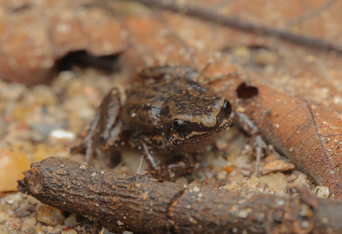 Mada Paddy Frog, Micryletta erythropoda