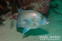 Nemadactylus douglasii