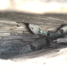 Crotalus lepidus klauberi