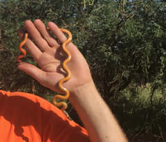 Diadophis punctatus regalis