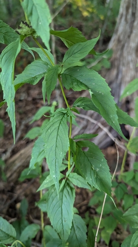 Image of Pycnanthemum montanum by (c) Alina Martin, some rights reserved (CC BY)