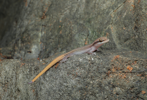 Black-spotted Leaf-toed Gecko, Dixonius melanostictus
