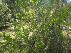 Persoonia cornifolia