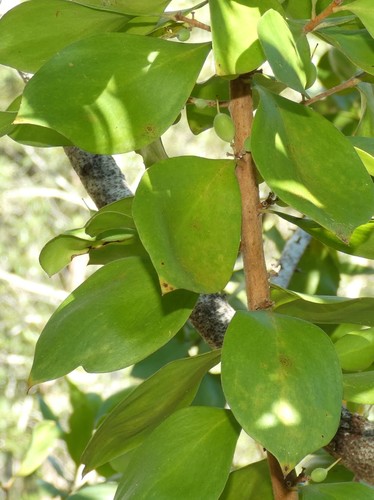 Persoonia cornifolia A.Cunn. ex R.Br.