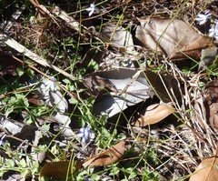 Lobelia quadrangularis