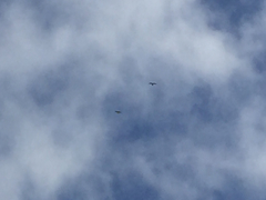 Falconiformes