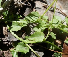 Lobelia quadrangularis